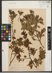 Foto von Salix waldsteiniana Willd.